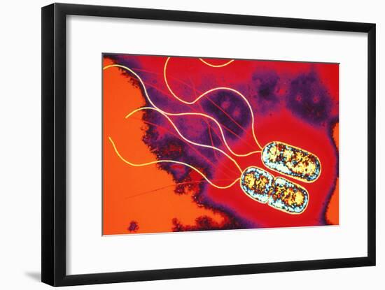 Pseudomonas Sp. Bacteria, TEM-Dr. Linda Stannard-Framed Photographic Print