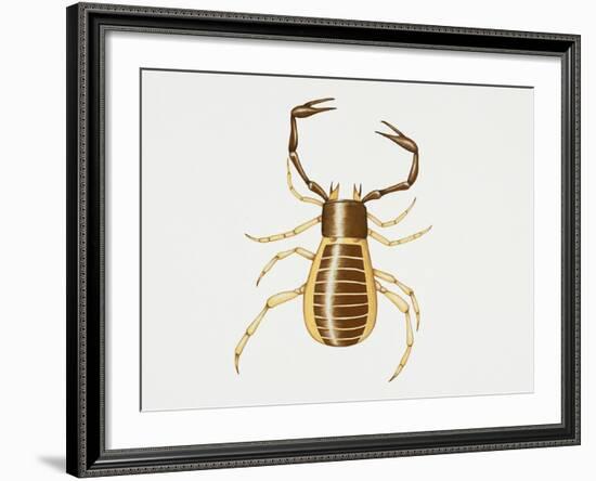 Pseudoscorpion (Chelifer Cancroides), Arachnida, Artwork by Rebecca Hardy-null-Framed Giclee Print