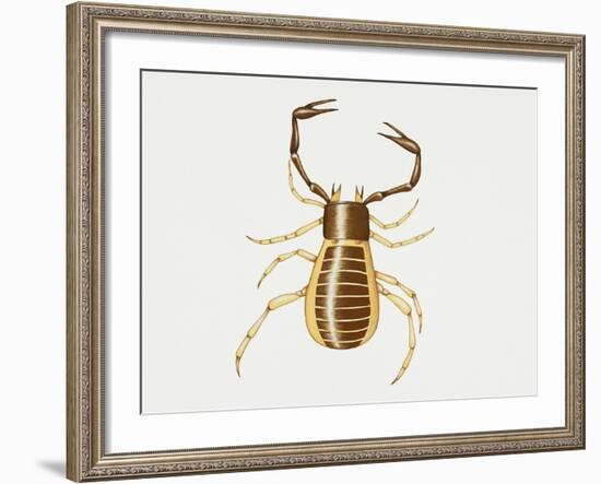 Pseudoscorpion (Chelifer Cancroides), Arachnida, Artwork by Rebecca Hardy-null-Framed Giclee Print