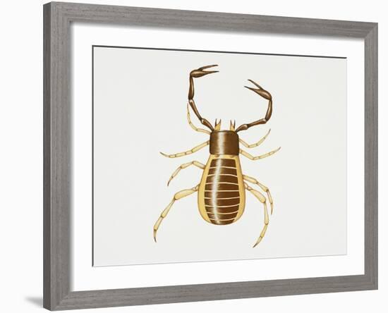 Pseudoscorpion (Chelifer Cancroides), Arachnida, Artwork by Rebecca Hardy-null-Framed Giclee Print