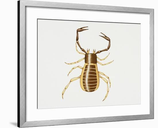 Pseudoscorpion (Chelifer Cancroides), Arachnida, Artwork by Rebecca Hardy-null-Framed Giclee Print