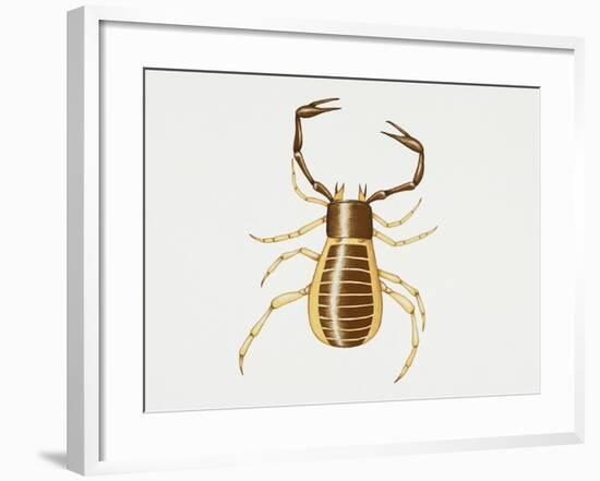 Pseudoscorpion (Chelifer Cancroides), Arachnida, Artwork by Rebecca Hardy-null-Framed Giclee Print