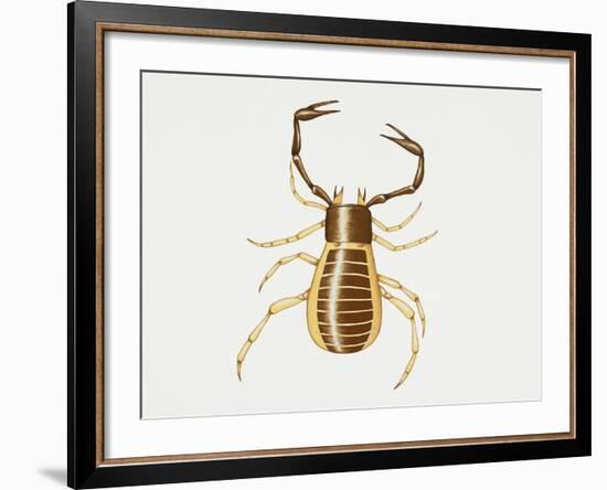 Pseudoscorpion (Chelifer Cancroides), Arachnida, Artwork by Rebecca Hardy-null-Framed Giclee Print