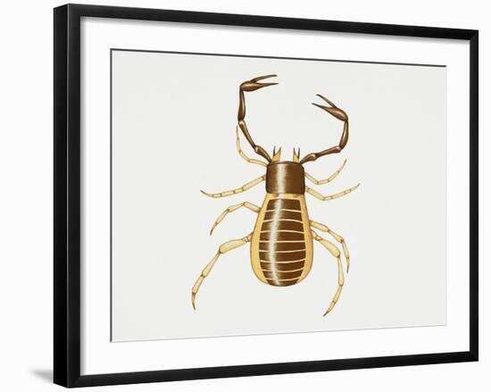 Pseudoscorpion (Chelifer Cancroides), Arachnida, Artwork by Rebecca Hardy-null-Framed Giclee Print