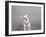 Psssst...-Susan Sabo-Framed Photographic Print