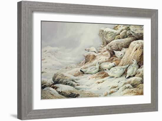 Ptarmigan in snow covered landscape-Carl Donner-Framed Giclee Print