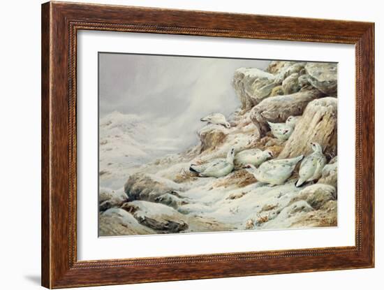 Ptarmigan in snow covered landscape-Carl Donner-Framed Giclee Print