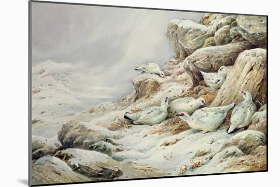Ptarmigan in snow covered landscape-Carl Donner-Mounted Giclee Print