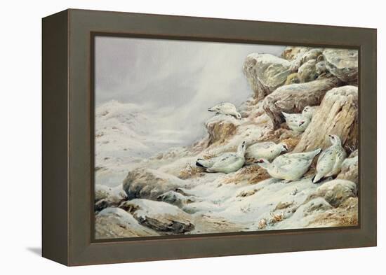 Ptarmigan in snow covered landscape-Carl Donner-Framed Premier Image Canvas