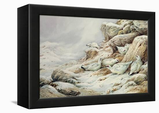 Ptarmigan in snow covered landscape-Carl Donner-Framed Premier Image Canvas