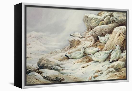 Ptarmigan in snow covered landscape-Carl Donner-Framed Premier Image Canvas