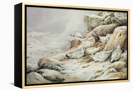 Ptarmigan in snow covered landscape-Carl Donner-Framed Premier Image Canvas