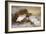 Ptarmigan in the Snow-Archibald Thorburn-Framed Giclee Print