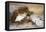 Ptarmigan in the Snow-Archibald Thorburn-Framed Premier Image Canvas