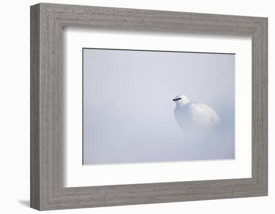 Ptarmigan in winter plumage, resting in snow, Svalbard, Norway-Danny Green-Framed Photographic Print