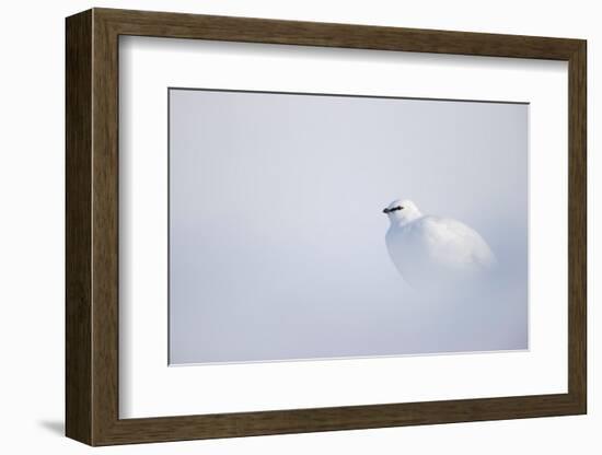 Ptarmigan in winter plumage, resting in snow, Svalbard, Norway-Danny Green-Framed Photographic Print