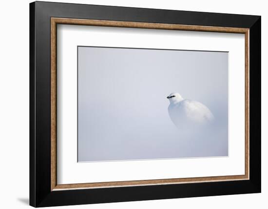 Ptarmigan in winter plumage, resting in snow, Svalbard, Norway-Danny Green-Framed Photographic Print