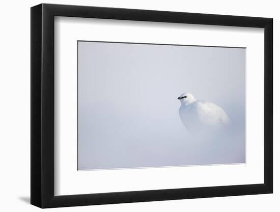 Ptarmigan in winter plumage, resting in snow, Svalbard, Norway-Danny Green-Framed Photographic Print