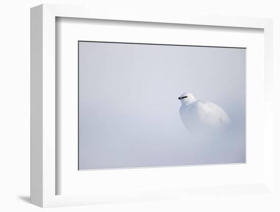 Ptarmigan in winter plumage, resting in snow, Svalbard, Norway-Danny Green-Framed Photographic Print