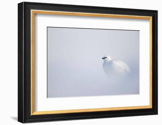 Ptarmigan in winter plumage, resting in snow, Svalbard, Norway-Danny Green-Framed Photographic Print