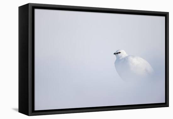 Ptarmigan in winter plumage, resting in snow, Svalbard, Norway-Danny Green-Framed Premier Image Canvas