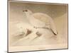 Ptarmigan (Lagopus mutus), 1900, (1900)-Charles Whymper-Mounted Giclee Print