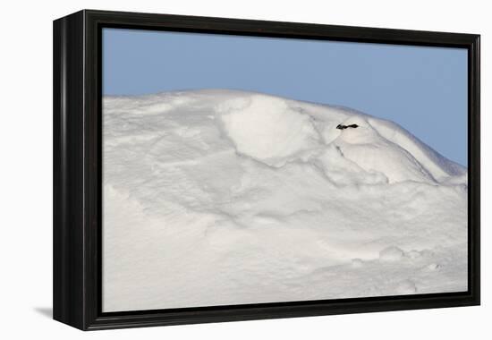 Ptarmigan male resting in hollow in snow. Utsjoki, Finland-Markus Varesvuo-Framed Premier Image Canvas