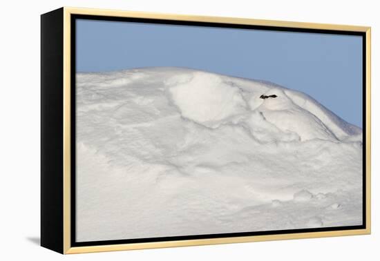 Ptarmigan male resting in hollow in snow. Utsjoki, Finland-Markus Varesvuo-Framed Premier Image Canvas