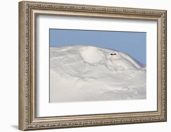 Ptarmigan male resting in hollow in snow. Utsjoki, Finland-Markus Varesvuo-Framed Photographic Print