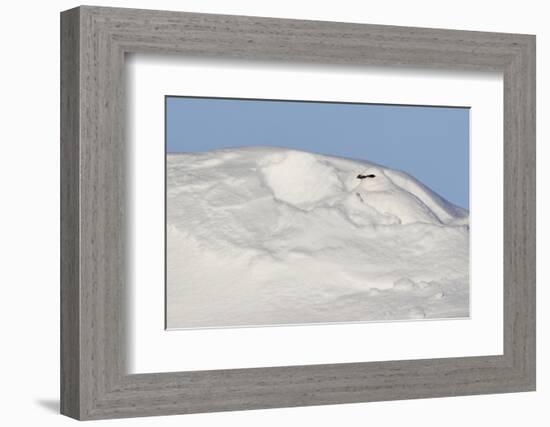 Ptarmigan male resting in hollow in snow. Utsjoki, Finland-Markus Varesvuo-Framed Photographic Print