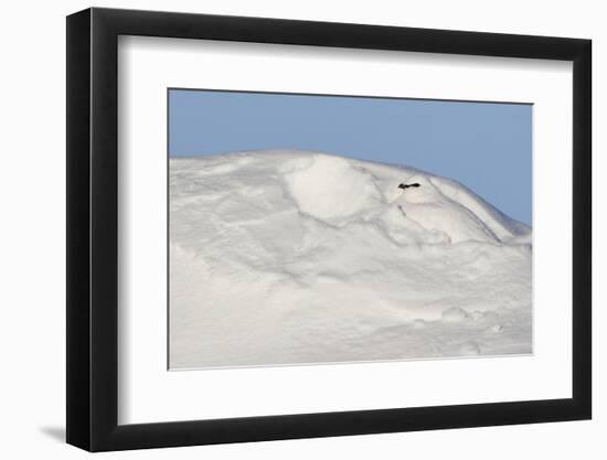 Ptarmigan male resting in hollow in snow. Utsjoki, Finland-Markus Varesvuo-Framed Photographic Print