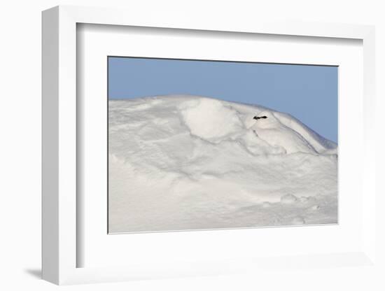 Ptarmigan male resting in hollow in snow. Utsjoki, Finland-Markus Varesvuo-Framed Photographic Print