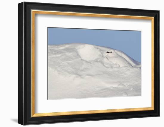 Ptarmigan male resting in hollow in snow. Utsjoki, Finland-Markus Varesvuo-Framed Photographic Print