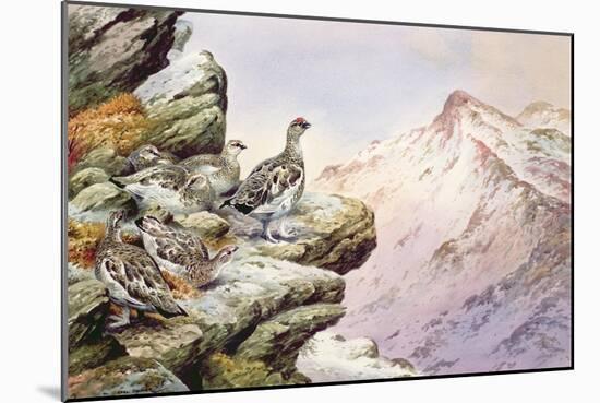 Ptarmigan on the High Tops-Carl Donner-Mounted Giclee Print