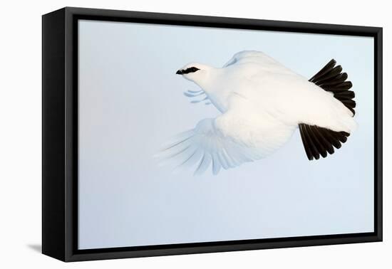 Ptarmigan winter plumage, in flight, Finland-Markus Varesvuo-Framed Premier Image Canvas