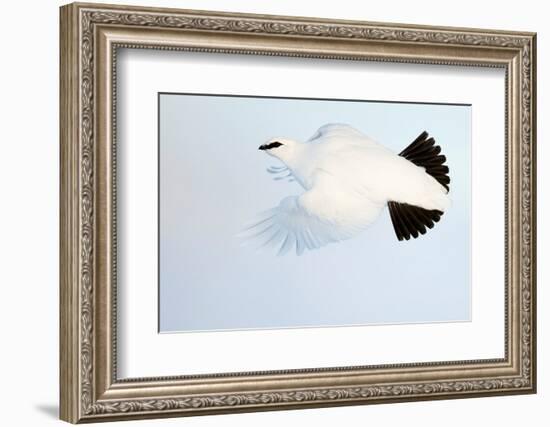 Ptarmigan winter plumage, in flight, Finland-Markus Varesvuo-Framed Photographic Print