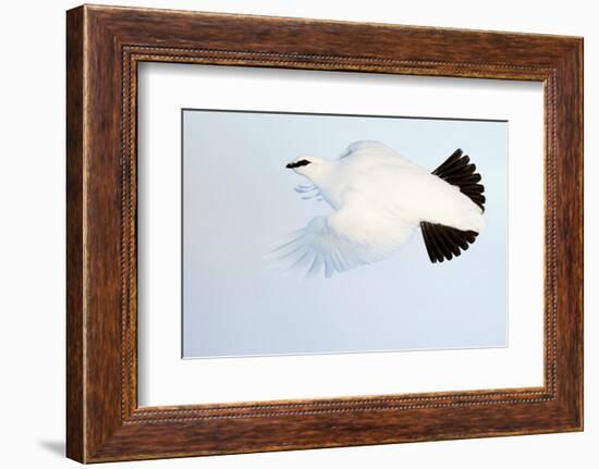 Ptarmigan winter plumage, in flight, Finland-Markus Varesvuo-Framed Photographic Print