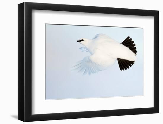 Ptarmigan winter plumage, in flight, Finland-Markus Varesvuo-Framed Photographic Print