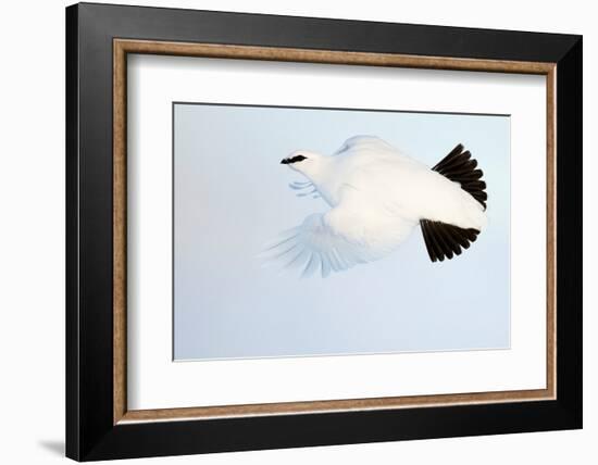 Ptarmigan winter plumage, in flight, Finland-Markus Varesvuo-Framed Photographic Print