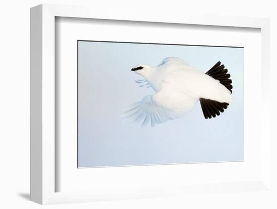 Ptarmigan winter plumage, in flight, Finland-Markus Varesvuo-Framed Photographic Print