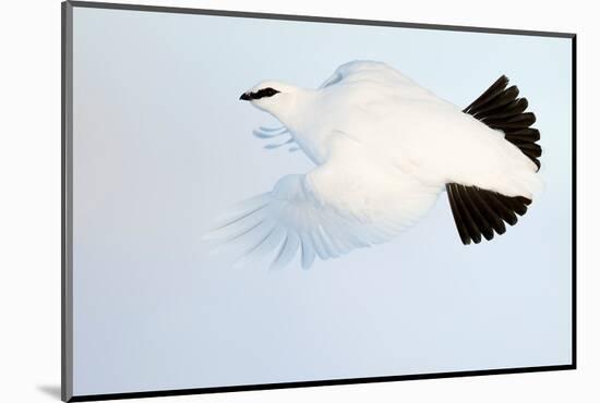 Ptarmigan winter plumage, in flight, Finland-Markus Varesvuo-Mounted Photographic Print