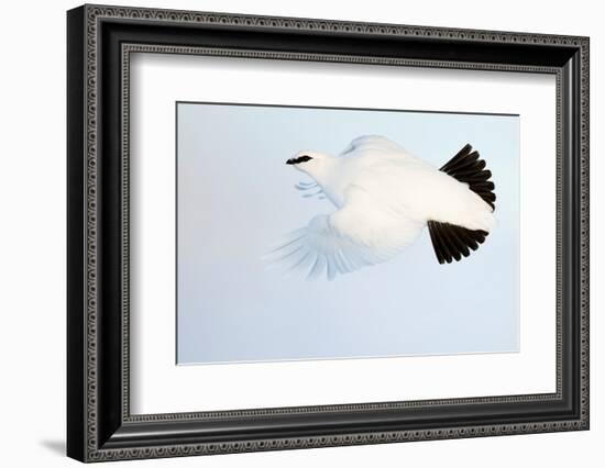 Ptarmigan winter plumage, in flight, Finland-Markus Varesvuo-Framed Photographic Print