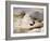 Ptarmigan-Edwin Henry Landseer-Framed Giclee Print