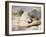 Ptarmigan-Edwin Henry Landseer-Framed Giclee Print