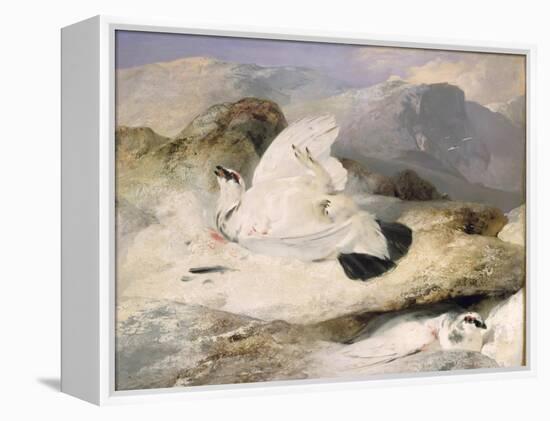 Ptarmigan-Edwin Henry Landseer-Framed Premier Image Canvas