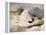 Ptarmigan-Edwin Henry Landseer-Framed Premier Image Canvas