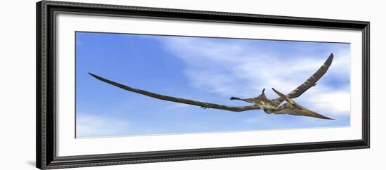 Pteranodon Dinosaur Flying in the Blue Sky-null-Framed Art Print