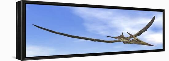 Pteranodon Dinosaur Flying in the Blue Sky-null-Framed Stretched Canvas