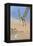 Pteranodon Fishing for Food-null-Framed Stretched Canvas