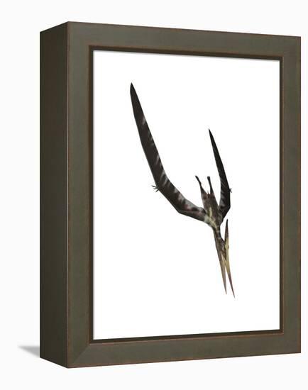 Pteranodon Flying Reptile-Stocktrek Images-Framed Stretched Canvas